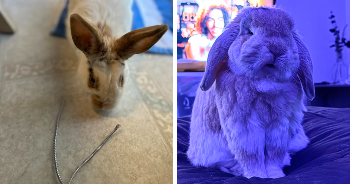 88 Hilarious Posts By Rabbit Owners Exposing These Deceptive Fluffballs (New Pics)