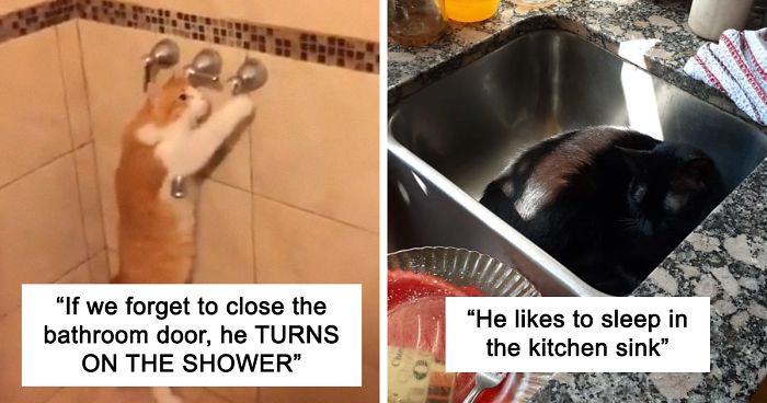 27 Weirdo Cats Get Exposed By Their Owners In A Funny Thread