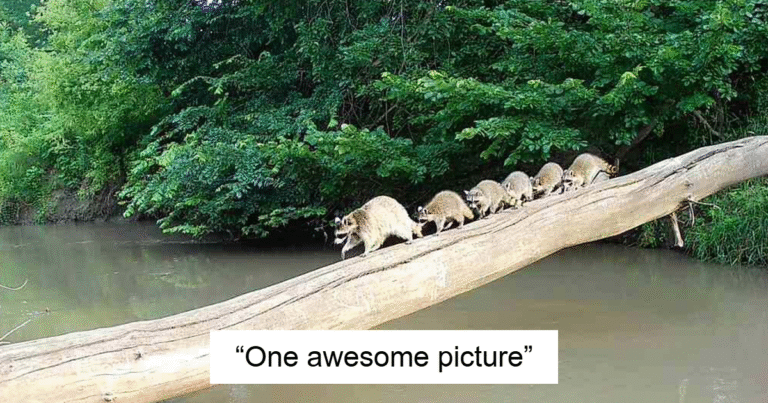 48 Times Trail Cameras Captured What Animals Get Up To When Nobody Is Looking