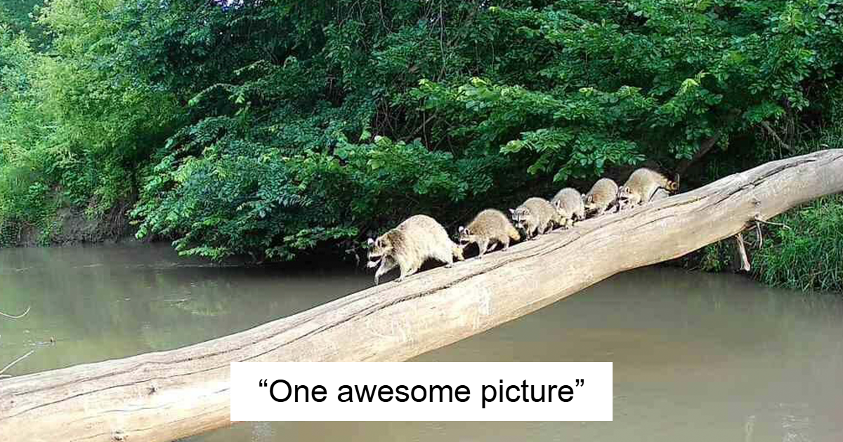 48 Times Trail Cameras Captured What Animals Get Up To When Nobody Is Looking