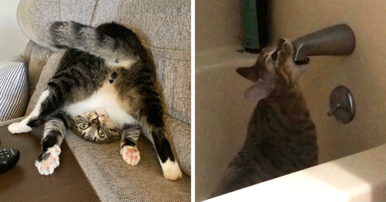 44 Times Cats Malfunctioned And Their Owners Just Had To Document It Online (New Pics)