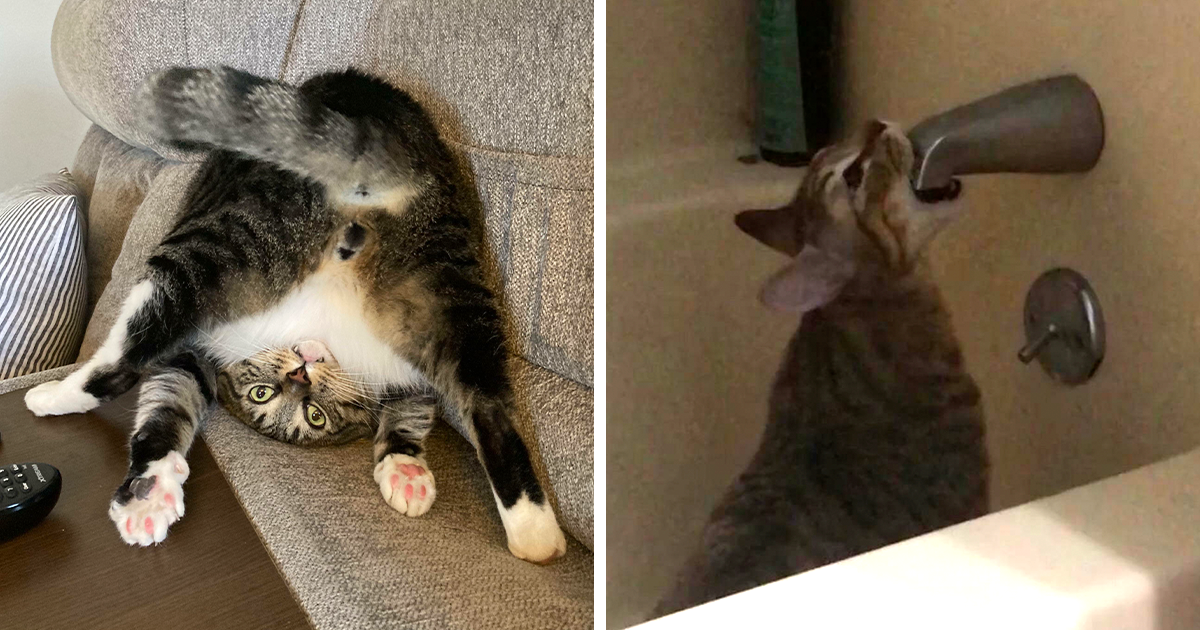 44 Times Cats Malfunctioned And Their Owners Just Had To Document It Online (New Pics)