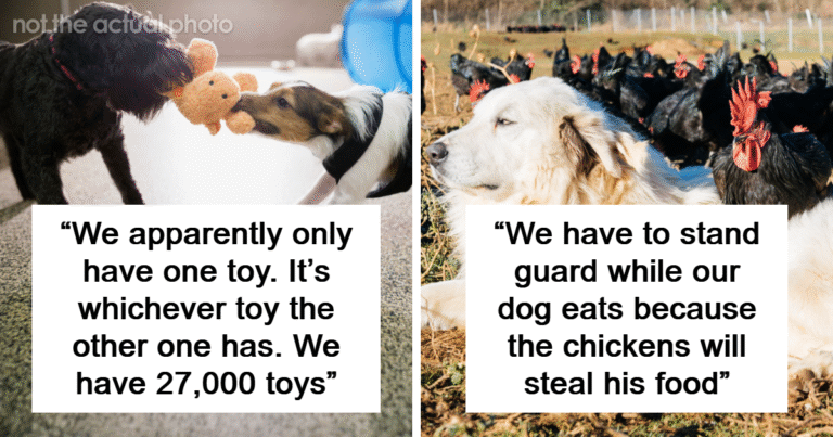 “Only Has One Functioning Brain Cell”: 93 People With Multiple Pets Share Their Funniest Feuds