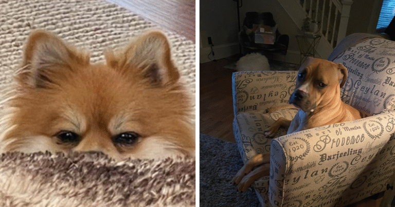 26 Dogs Making Faces To Let Their Owners Know How Much They Want Their Food